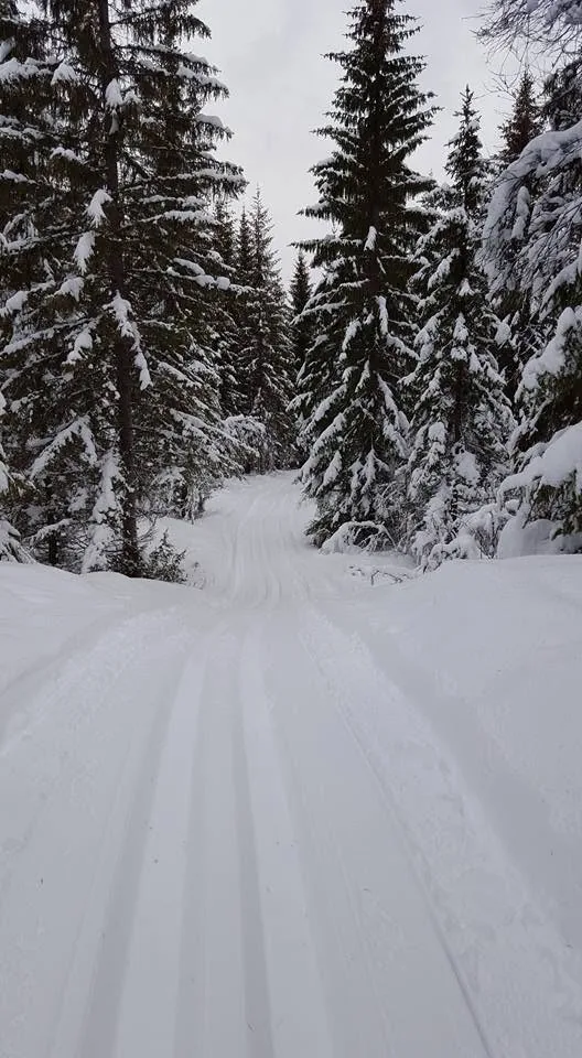 Skispor gjennom snøtung granskog
